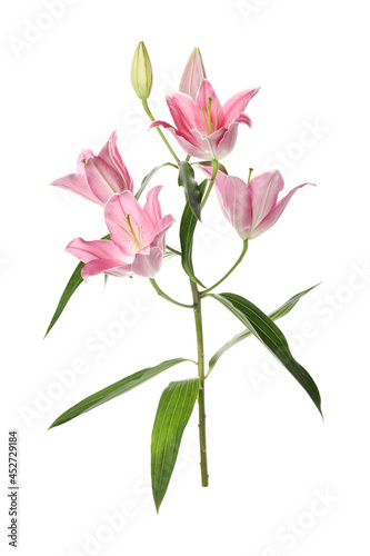 Beautiful lily plant with pink flowers on white background