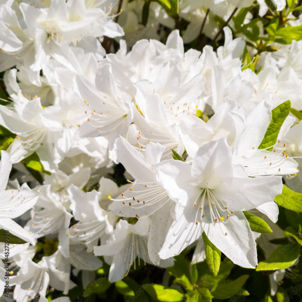 White rhododendron or white azalea flowers blooming in spring, close up image White rhododendron or white azalea flowers blooming in spring, close up image