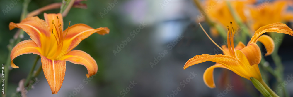 image of beautiful lily flowers close-up image of beautiful lily flowers close-up