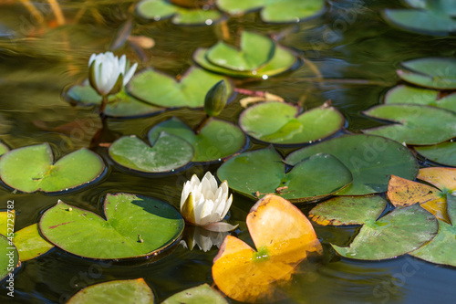 Waterlilies reflecting in  a lake  in Bistrita Romania  august 2021