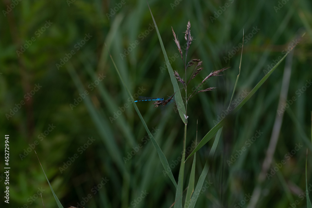 Libellule sur brin d'herbe Libellule sur brin d'herbe