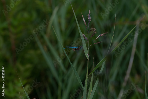 Libellule sur brin d'herbe