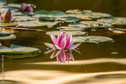 Waterlilies reflecting in a lake in Bistrita,Romania, august 2021