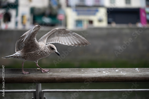 Seagull strolling along wooden railing with outstretched wings