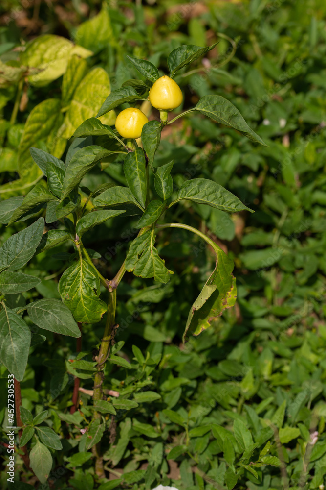yellow peppers in the garden in Bistrita, Romania, August 2021