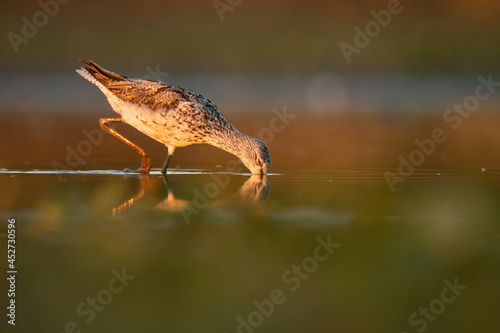 Common greenshank (Tringa nebularia), with beautiful orange background. Colourful shorebird with white and black feathers in the lake. Wildlife scene from nature, Hungary