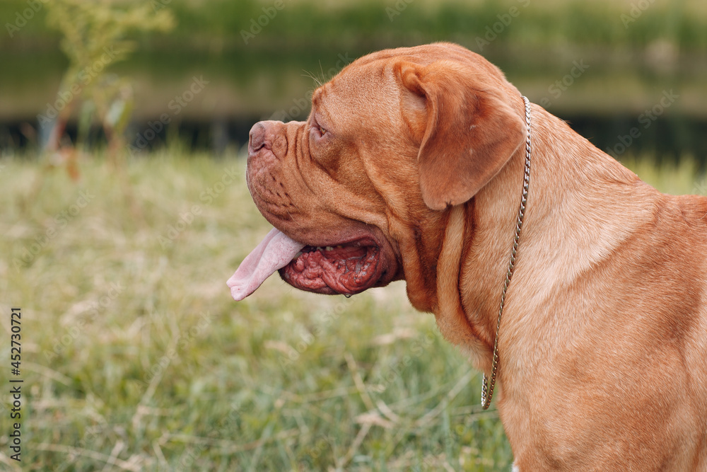 Portrait profile Dogue de Bordeaux. Dog mastiff pet