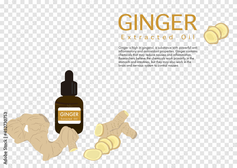 ginger herb for extracted oil in medical treatment vector isolated on transparency background ep03