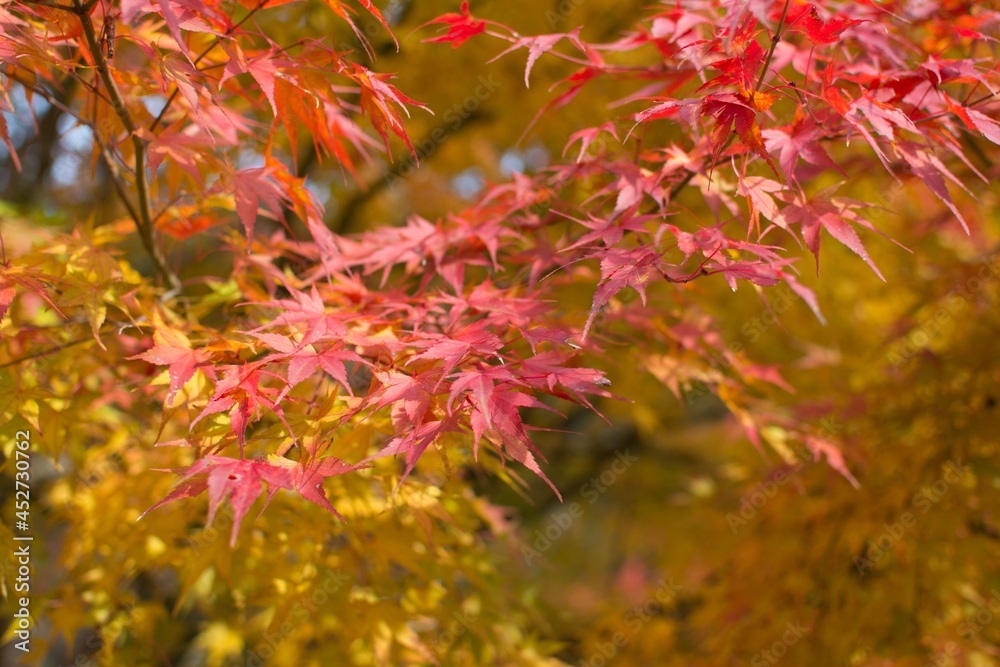 宮島の紅葉 宮島の紅葉