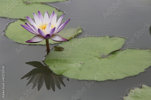 white water lily