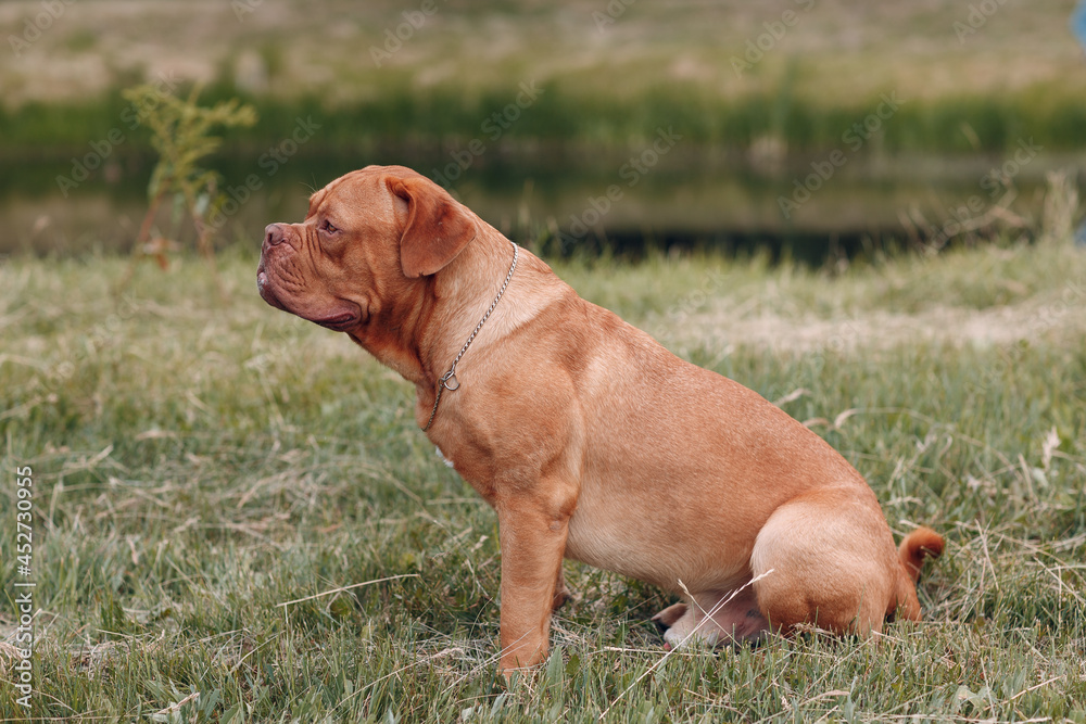 Portrait profile Dogue de Bordeaux. Dog mastiff pet