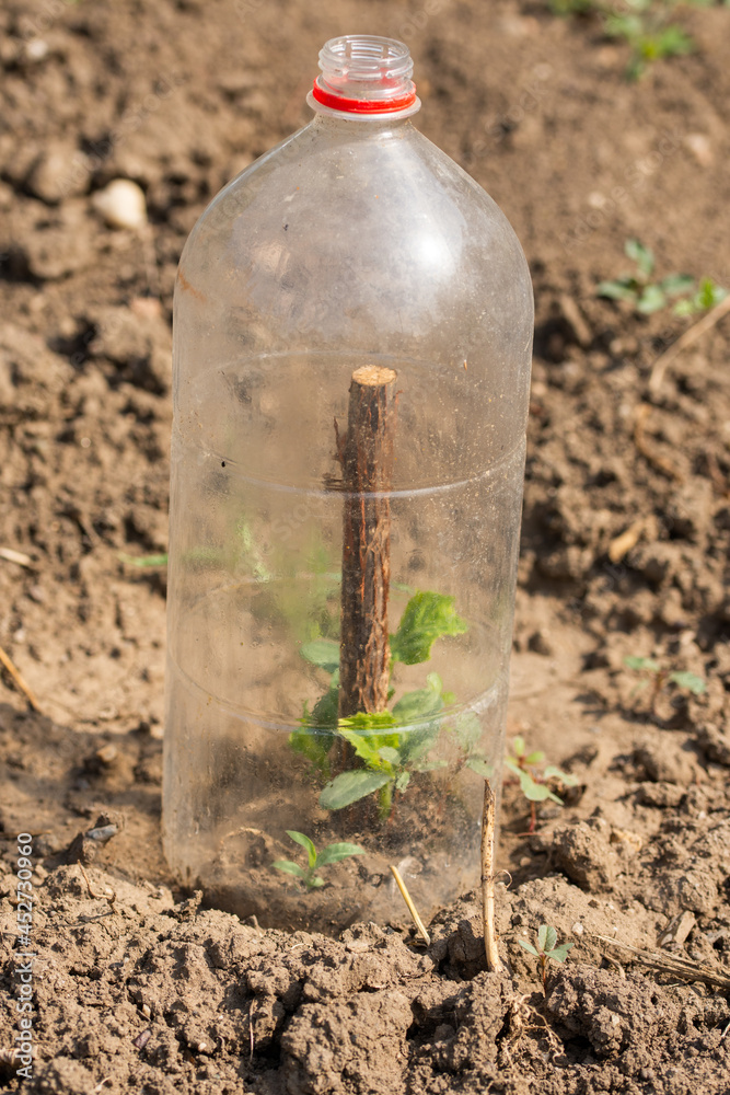 Planting tomato seedlings in plastic PET, in Bistrita, Romania.2021, August Planting tomato seedlings in plastic PET, in Bistrita, Romania.2021, August