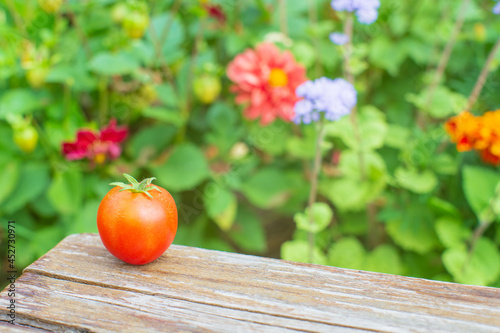 Red fresh tomato lies on a wooden stool against the background of blooming flowers. Harvesting healthy food concept
