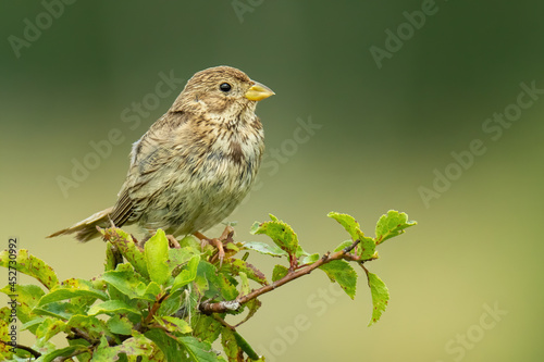 Corn bunting (Emberiza calandra), with beautiful yellow coloured background. Colorful song bird with brown feather sitting on the branch in the steppe. Wildlife scene from nature, Czech Republic