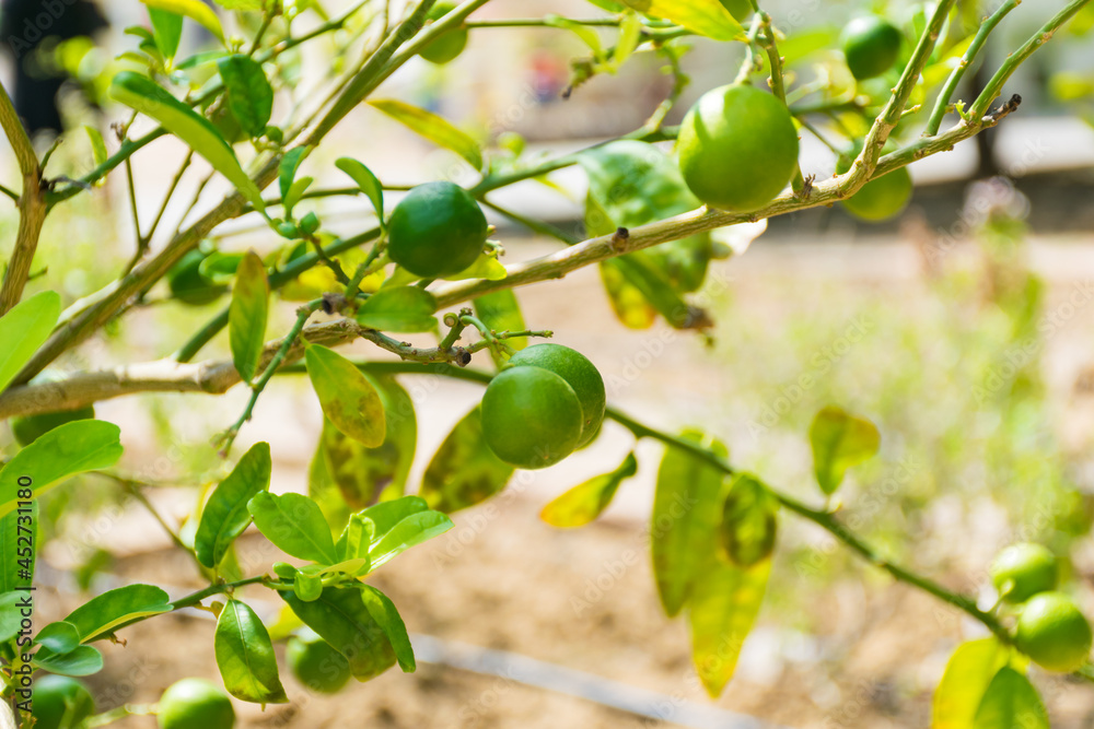 green olives on tree