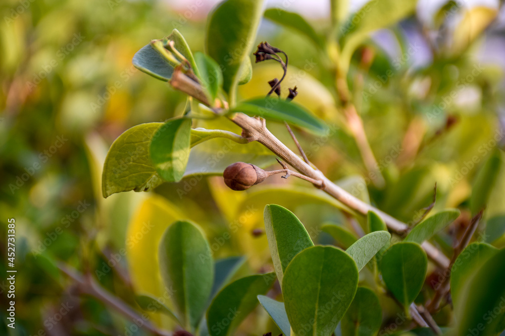 olives on a branch olives on a branch