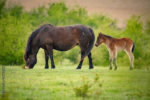 Exmoor pony (Equus ferus caballus), with beautiful green coloured background. Amazing endangered wild horse with brown hair in the steppe. Wildlife scene from nature, Czech Republic