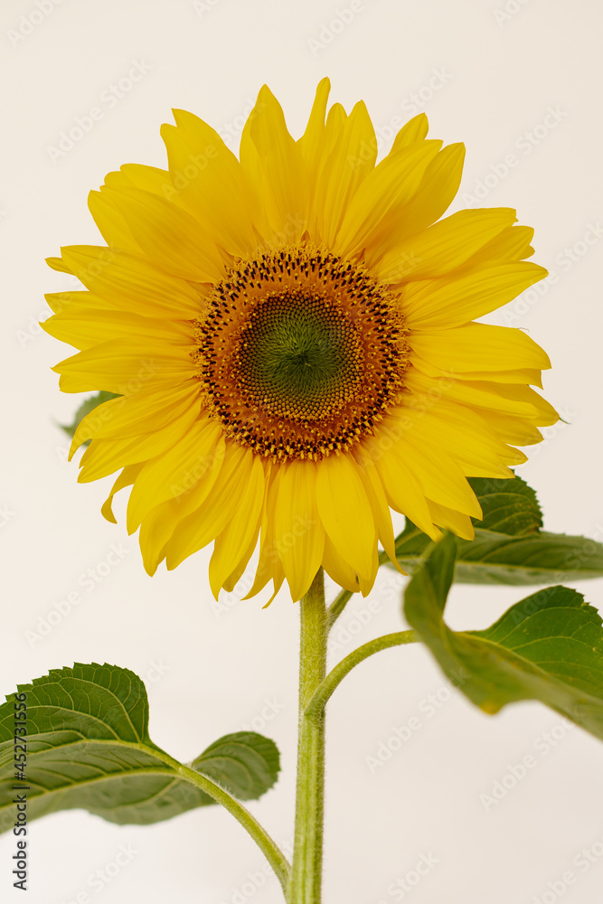 Obraz premium Sunflower