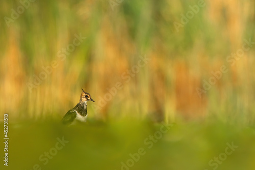 Northern lapwing (Vanellus vanellus), with beautiful orange background. Colourful shorebird with white and black feathers in the lake. Wildlife scene from nature, Hungary © Simon Vasut