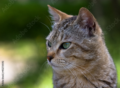 Wallpaper Mural 穏やかな時間 Torontodigital.ca