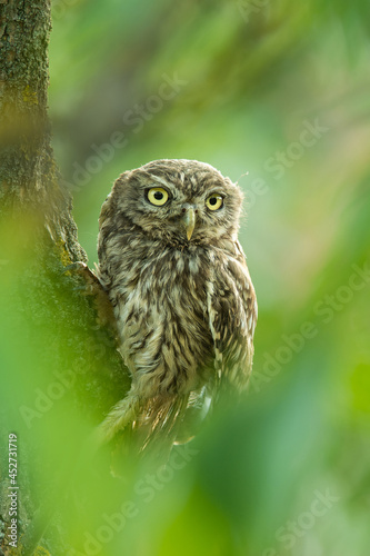 Little owl (Athene noctua), with a beautiful green coloured background. Colourful owl with brown feathers sitting on the branch in the forest in the steppe. Wildlife scene from nature, Hungary