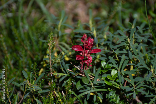 Fleurs rouge sauvage