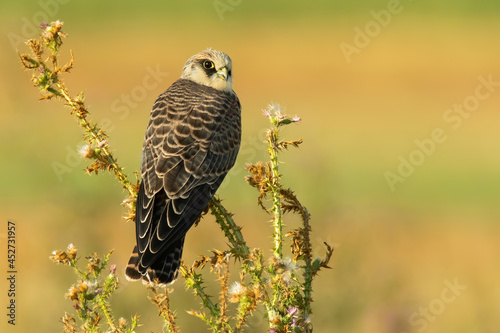 Red-footed falcon (Falco vespertinus), with a beautiful yellow coloured background. Colourful bird of prey with brown feathers sitting on the branch in the steppe. Wildlife scene from nature, Hungary photo