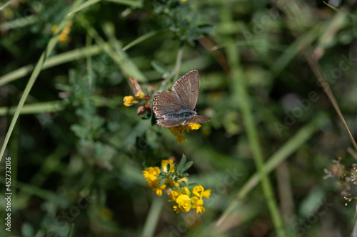 Papillon sur fleur sauvage 02