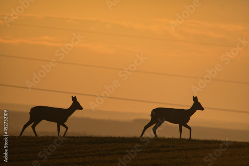 Fototapeta Naklejka Na Ścianę i Meble -  Sarny spacerujące po polach o zachodzie słońca.