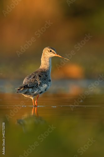 Spotted redshank (Tringa erythropus), with beautiful orange background. Colourful shorebird with grey and black feathers in the lake. Wildlife scene from nature, Hungary