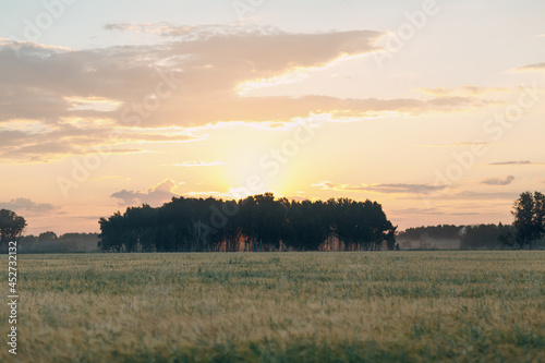 Agricultural field of rye and barley. Rich harvest concept