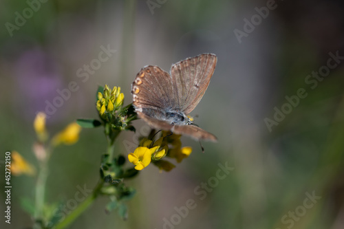 Papillon sur fleurs jaunes