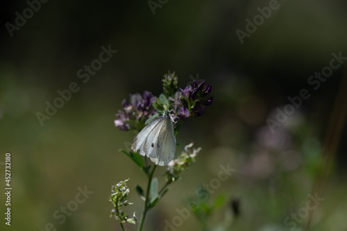 Papillon en famille
