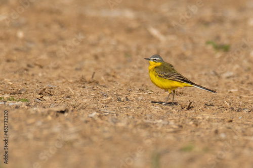 Yellow wagtail (Motacilla flava), with beautiful yellow coloured background. Colorful bird with yellow feather sitting on the manure. Wildlife scene from nature, Czech Republic
