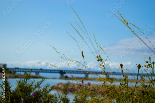 Reeds on the bank of sea with blue sky and famous Oresund bridge in the background