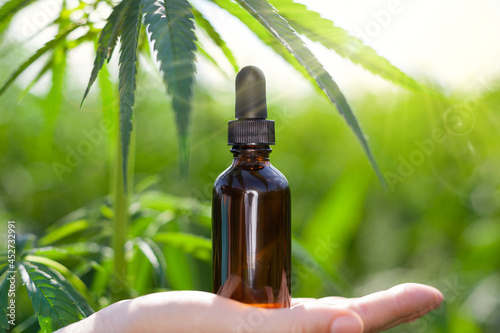 Obraz na plátně Hemp oil, hand holds hemp oil bottle against marijuana plant, CBD oil bottle