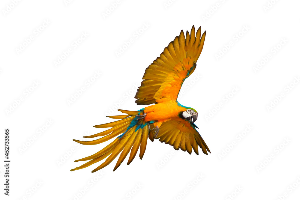 Colorful macaw parrot flying isolated on white background.