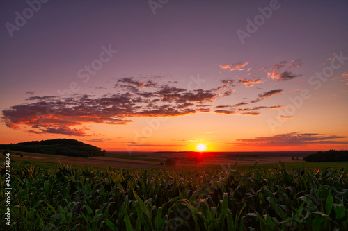 Piękny zachód słońca nad polem kukurydzy.