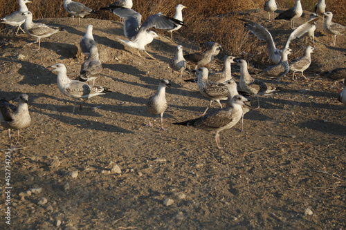 some seagulls playing on a sunny day.