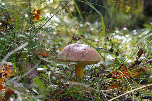 грибы в осеннем лесу