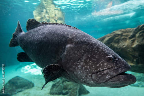 A giant grouper (Epinephelus lanceolatus), also known as the Queensland grouper, brindle grouper or mottled-brown sea bass, swimming underwater photo