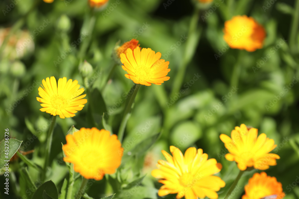 Many beautiful blooming calendula flowers outdoors, closeup Many beautiful blooming calendula flowers outdoors, closeup