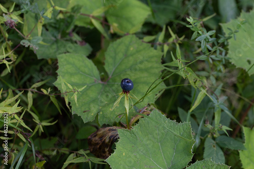 Plante des sous-bois 01