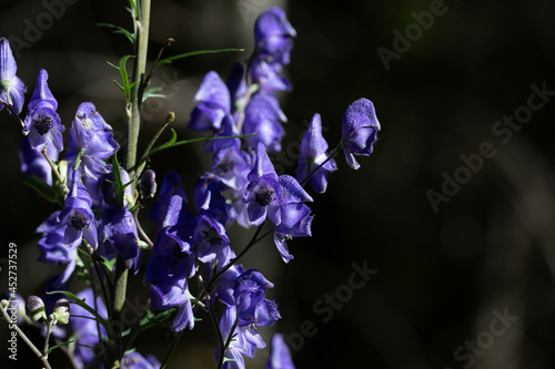 Aconitum Carmichaelii 02 photo