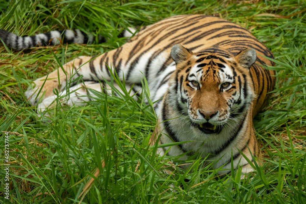 Obraz premium siberian tiger in the grass