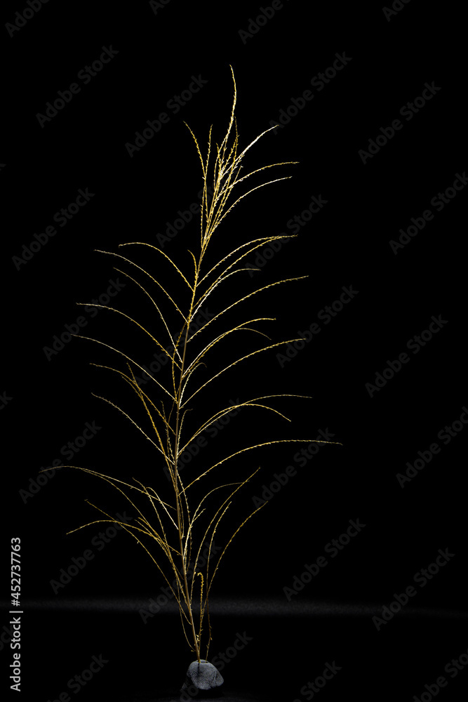 Obraz premium golden dried grass isolated on black background