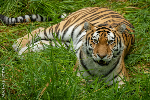 siberian tiger in the grass © Tammi Mild