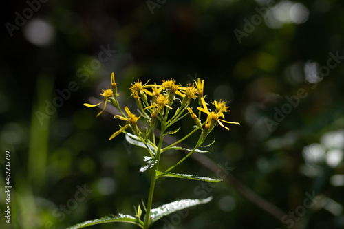Fleurs des champs 01
