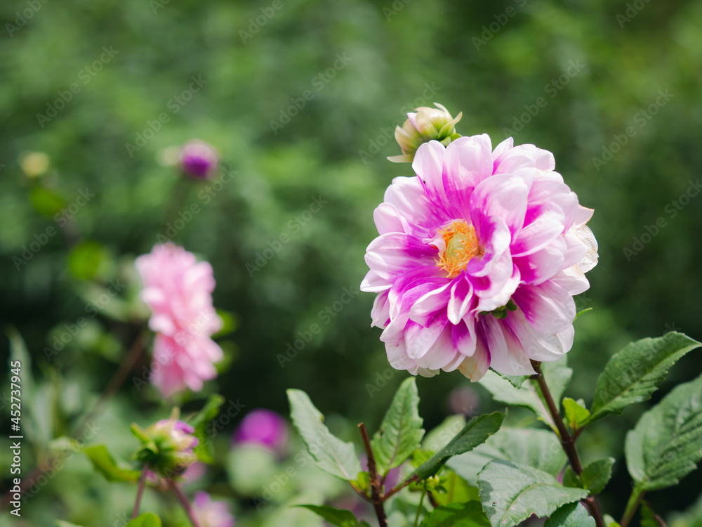 blooming pink and white dahlia flowers with yellow pollen in fresh green garden