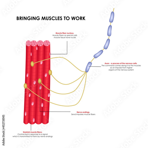 Nerves that bring muscles to work. Realistic medical illustration.